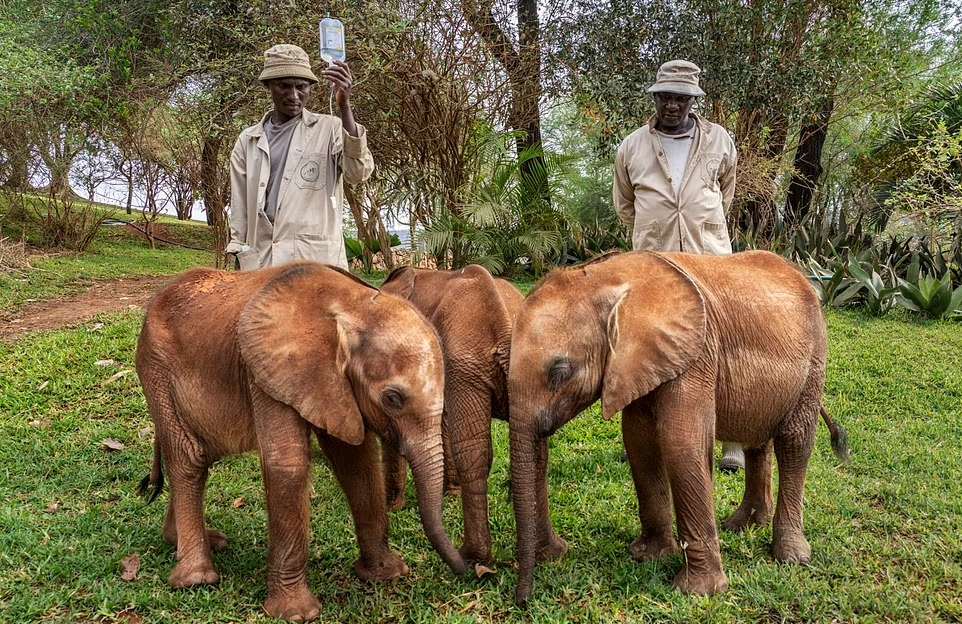 گورستان دست جمعی حیوانات در زمین سوخته کنیا بر اثر خشکسالی
