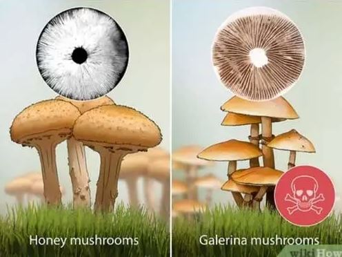 آیا از قارچ‌های وحشی می‌توان برای مصرف خوراکی استفاده کرد؟ نکات ضروری