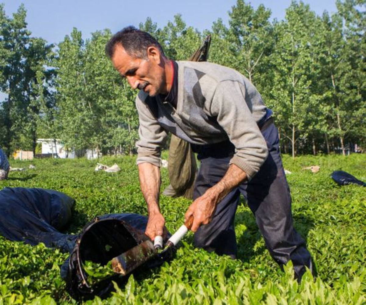 مهلت خرید تضمینی برگ سبز چای تا ۱۰ آبان تمدید شد