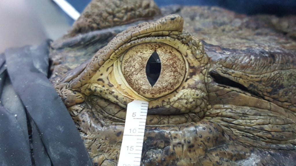 دلیل اشک تمساح هنگام خوردن غذا چیست؟ /شناخت مواد مغذی موجود در اشک تمساح