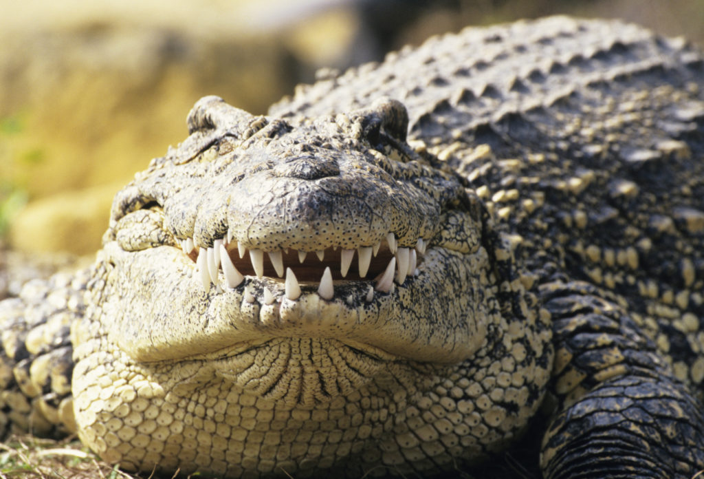 دلیل اشک تمساح هنگام خوردن غذا چیست؟ /شناخت مواد مغذی موجود در اشک تمساح