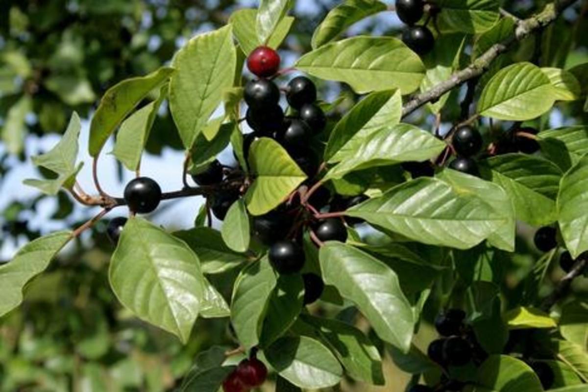 همه چیز درمورد سیا توسکا + موراد استفاده