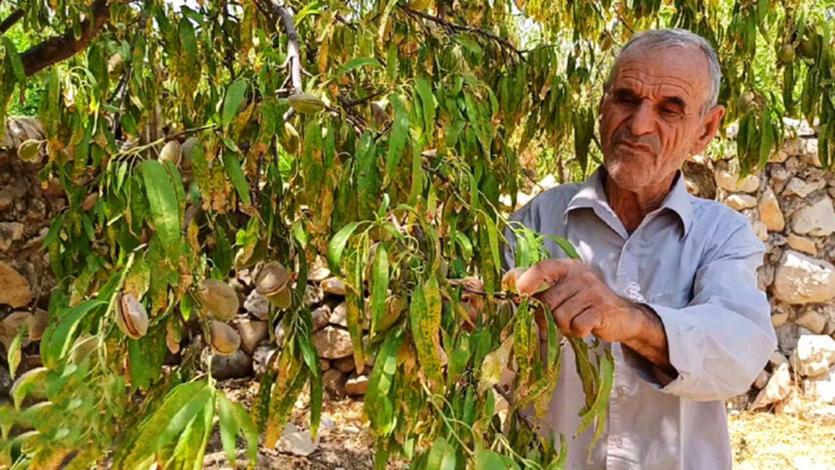 کاهش ۸۰ درصدی برداشت بادام در مهریز