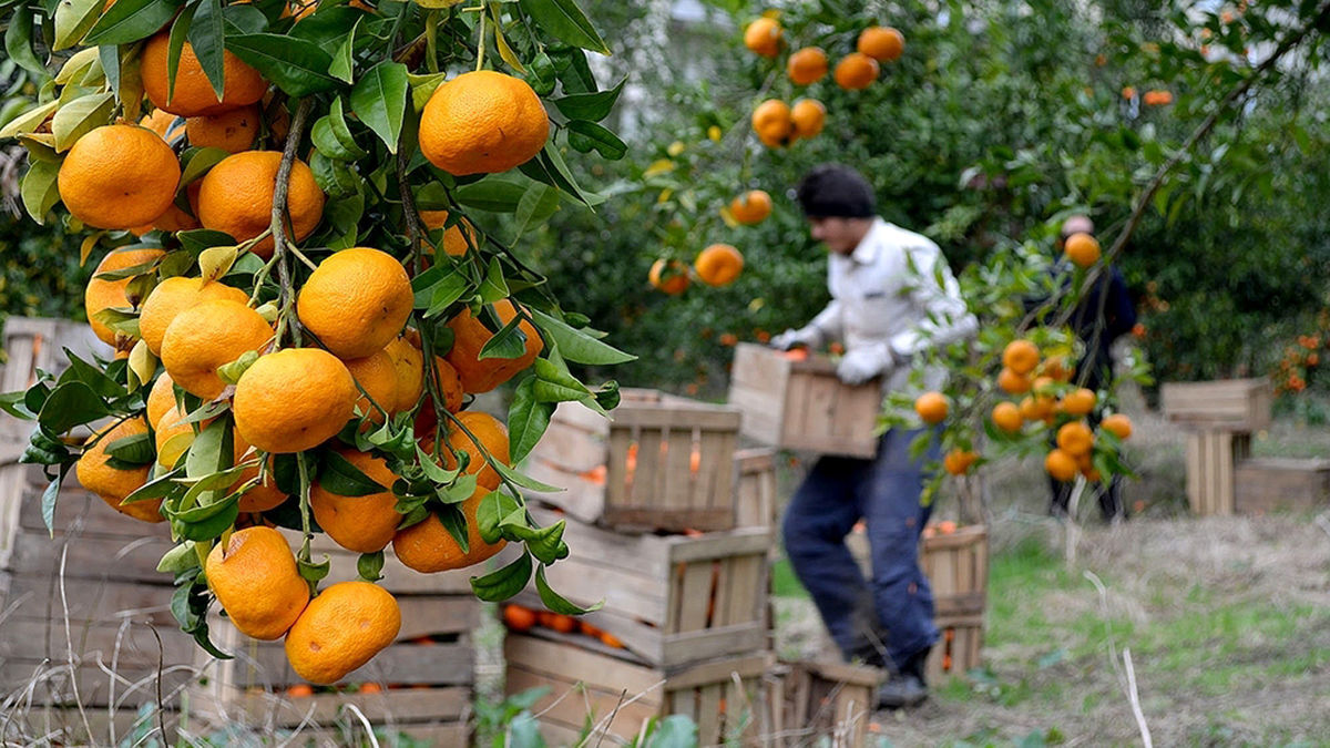 مرکبات ایرانی در راه بازار چین