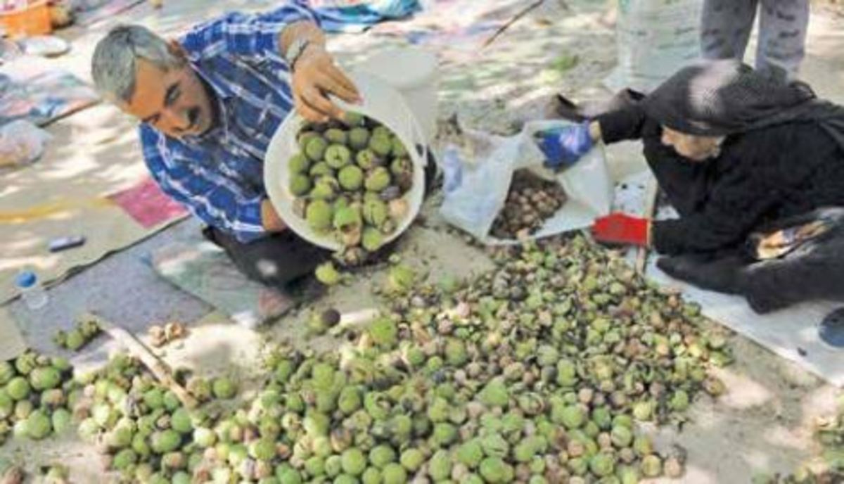 اینجا هر گردی، گردو است
