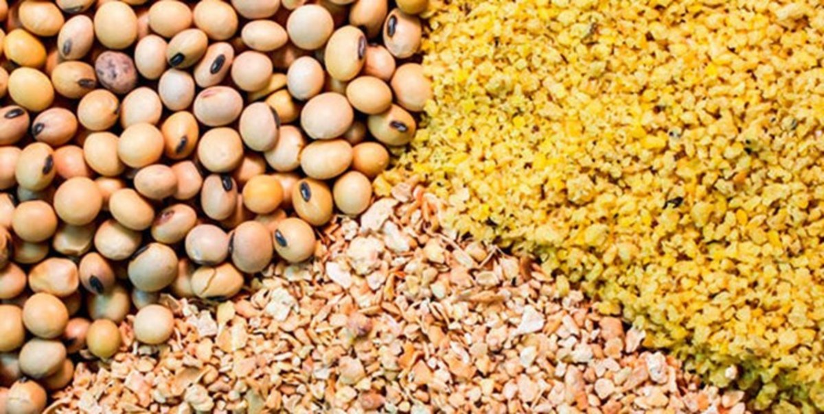 مطالبه مرغداران بابت ساماندهی وضعیت تأمین نهاده‌