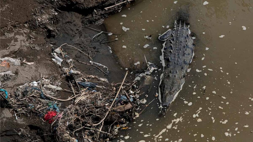حکمرانی هیولای ماقبل تاریخ آلوده‌ترین رودخانه کاستاریکا + عکس