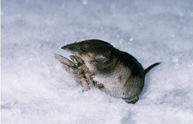 دلیل اینکه حشره خوار مغز خود را در زمستان میخورد چیست؟