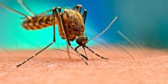 ۱۰ مورد مثبت مالاریا در اتباع خارجی شاغل در هرمزگان شناسایی شد