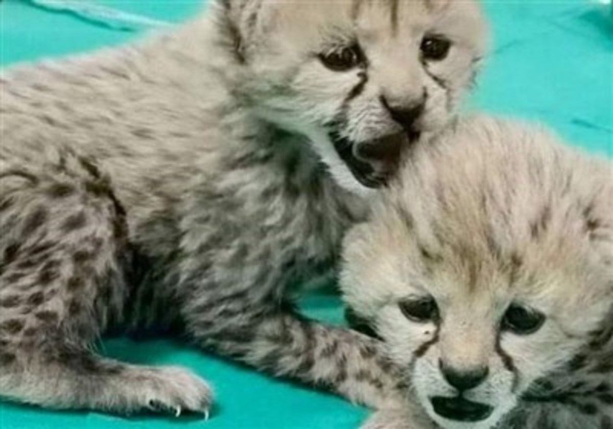 خبر خوش از وضعیت مادر توله یوز‌های پارک توران