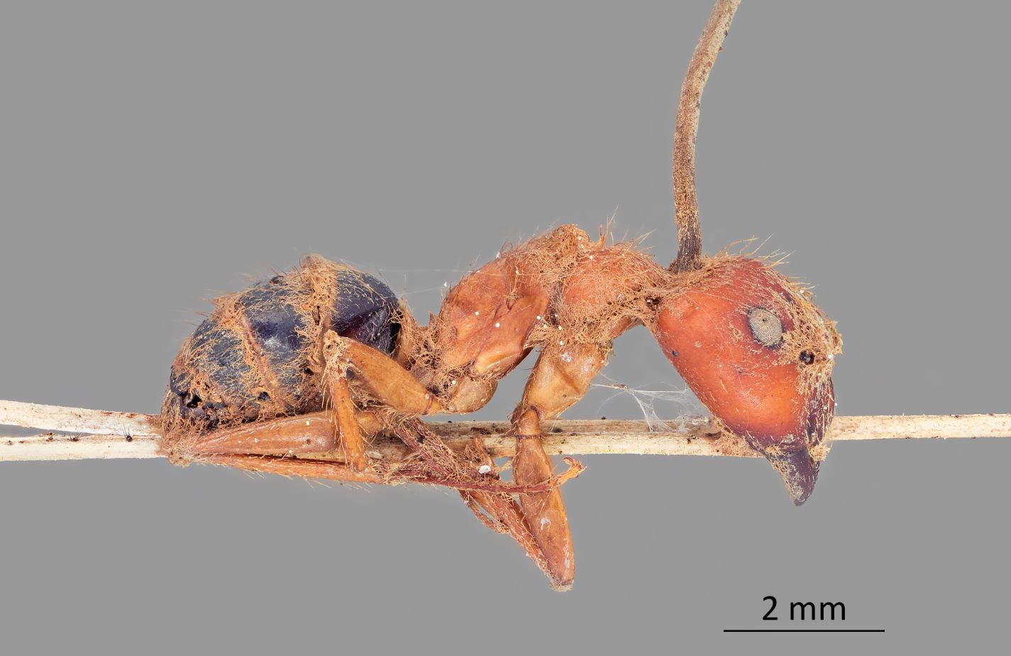 قارچ‌هایی اسرار آمیز که مورچه‌ها را به زامبی تبدیل می‌کند
