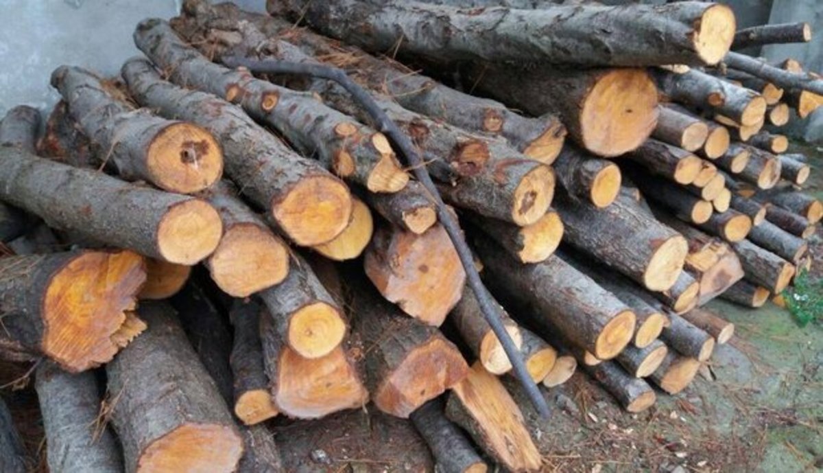 ۲۲ تن چوب جنگلی قاچاق در هامون کشف شد