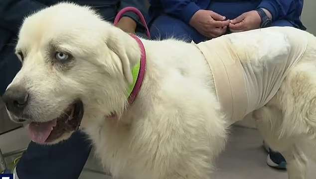 جراحت شدید یک سگ گله پس کشتن ۸ گرگ کایوت
