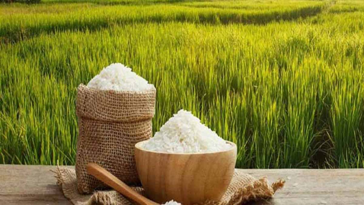 خودکفایی و صادرات برنج ایرانی برای نخستین‌بار