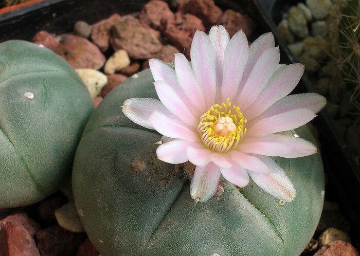 ماریجوانا چشم سوم را باز می‌کند؟