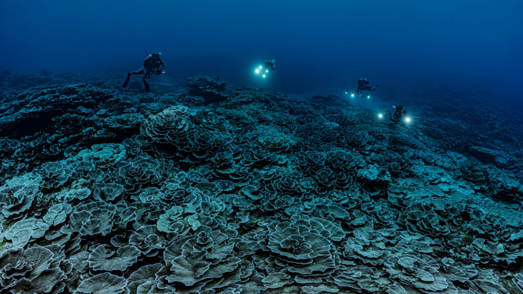 احیای صخره‌های مرجانی دغدغه غواص رکورددار گینس
