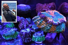 احیای صخره‌های مرجانی دغدغه غواص رکورددار گینس