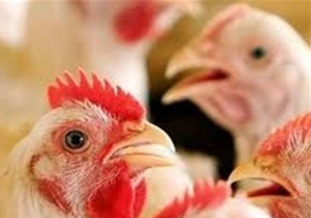 مرغ آرین مازاد مرغداران با قیمت مصوب خریداری می‌شود
