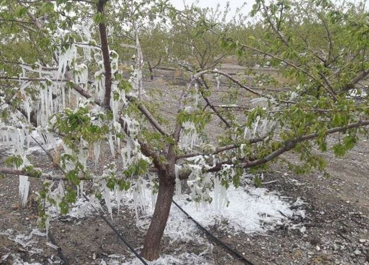 پیش‌بینی سرما و یخبندان شبانه برای کردستان