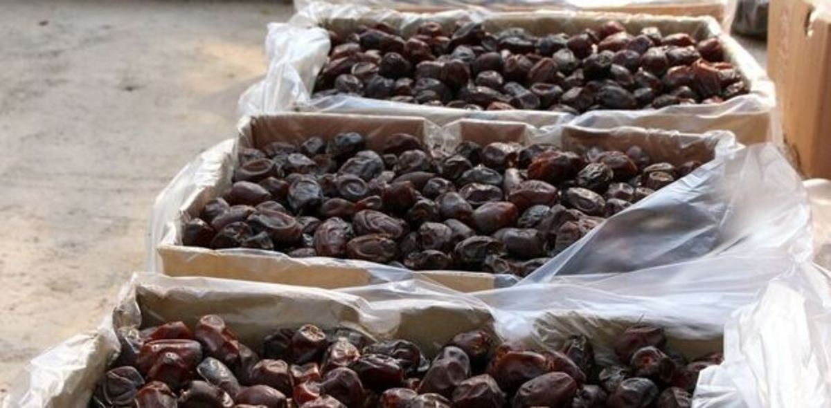 توزیع خرمای تنظیم بازار در همدان