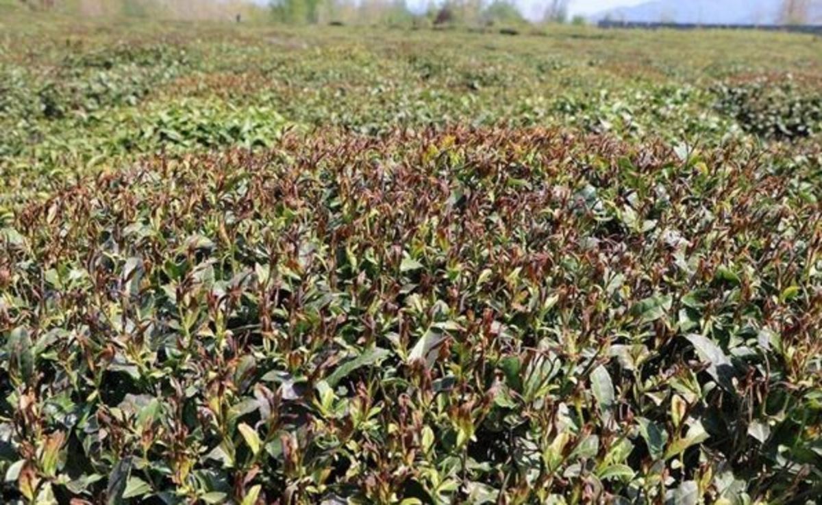 سرمازدگی و احتمال خسارت به بخش کشاورزی استان سمنان