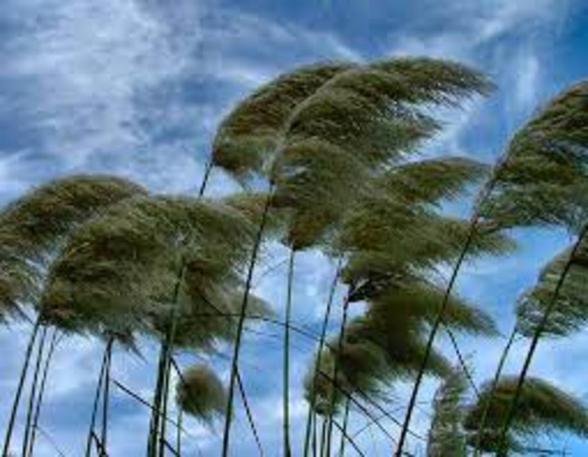وزش باد شدید و خیزش گرد و خاک در شمال و جنوب کشور/ افزایش دما در غالب استان‌ها از امروز