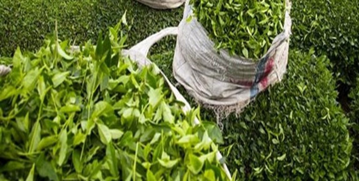 متخلفان پرونده تخلف واردات چای به دستگاه قضایی معرفی شدند
