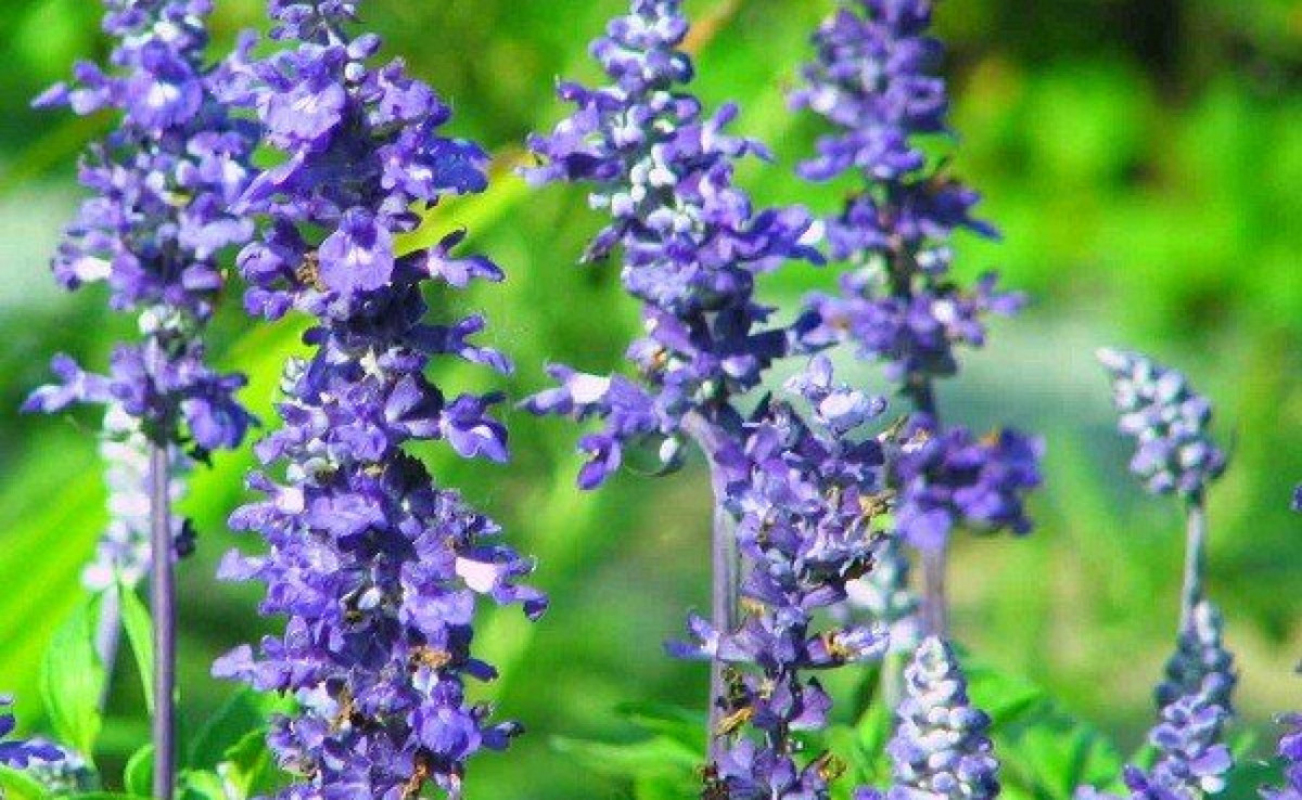 روغن‌های فرار معطر باعث رفع حدودی نفخ میشوند