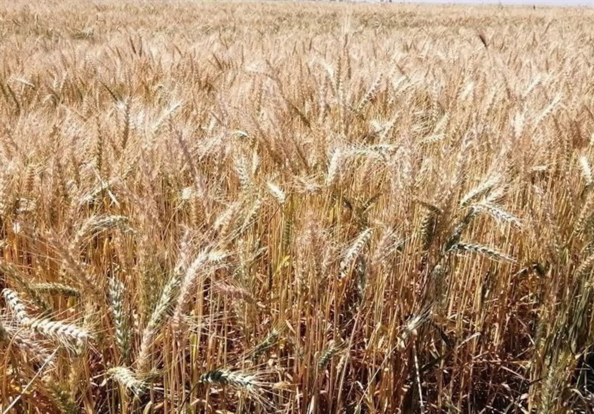 ۶ میلیون هکتار از اراضی کشور در سال جاری زراعی زیرکشت گندم رفت