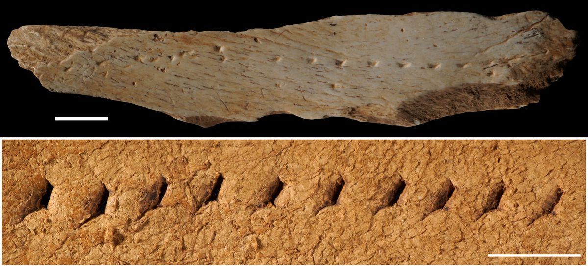 کشف استخوان حکاکی شده که ۴۰۰۰۰ سال پیش به جای سوزن از آن برای دوختن لباس استفاده می‌کردند