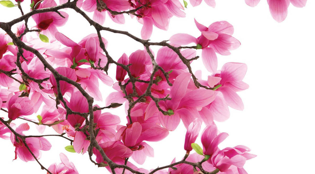 سلسله «بهاریه سرایی» از رودکی سمرقندی تا شفیعی کدکنی