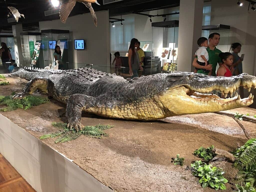 تصویر بزرگترین تمساح زنده، هیولایی با بیش از یک تن وزن!