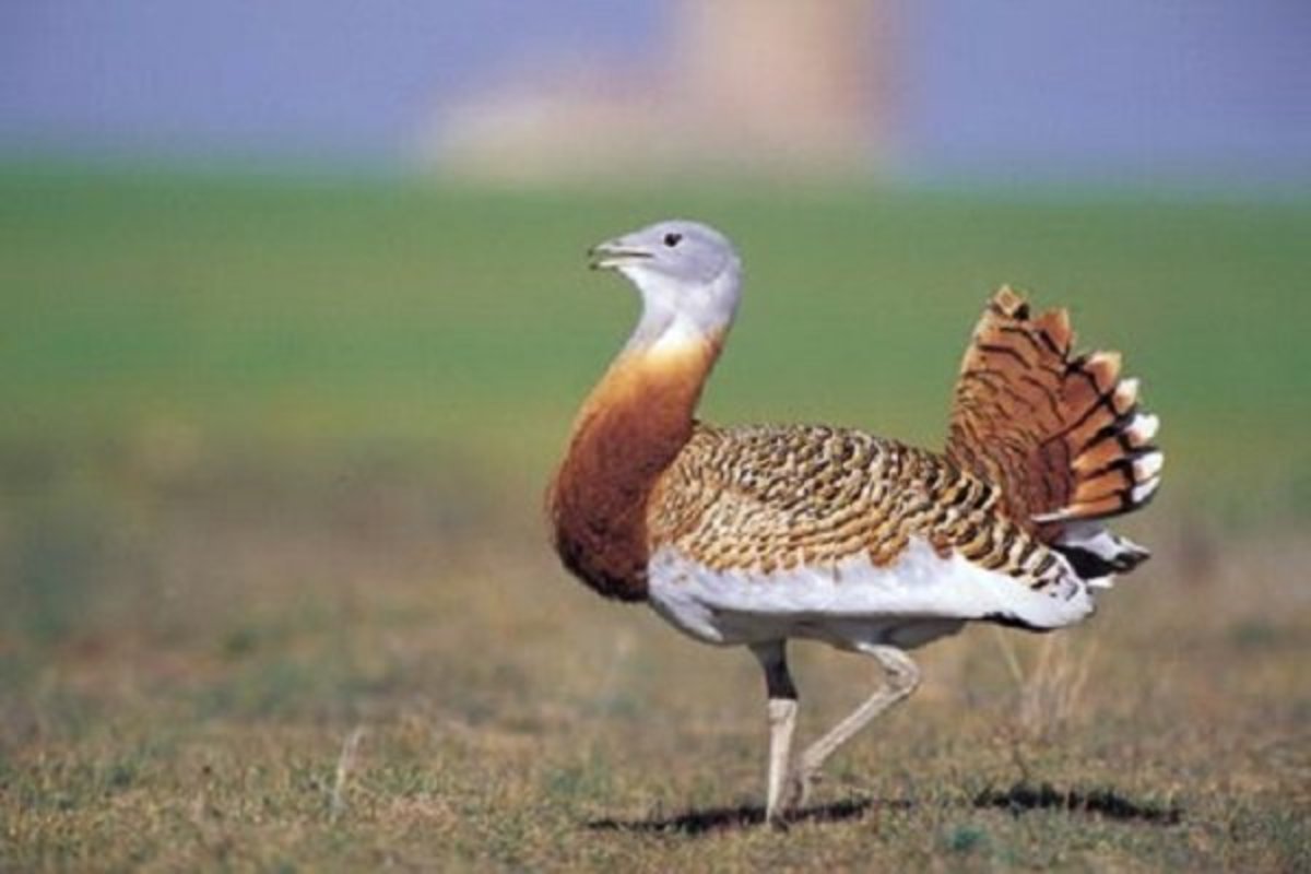 میش‌مرغ در بوکان آنلاین پایش می‌شود
