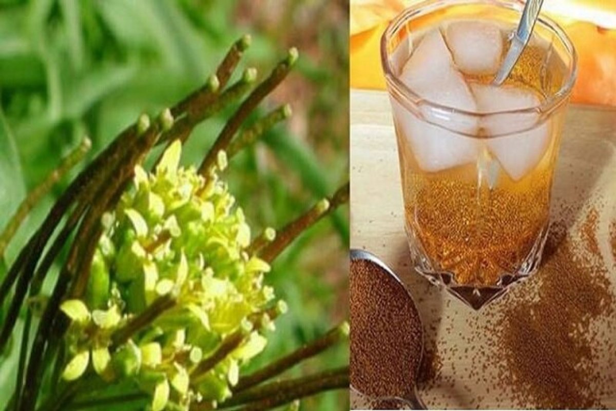 خاکشیر؛ بهترین نوشیدنی در ماه رمضان برای کاهش تشنگی
