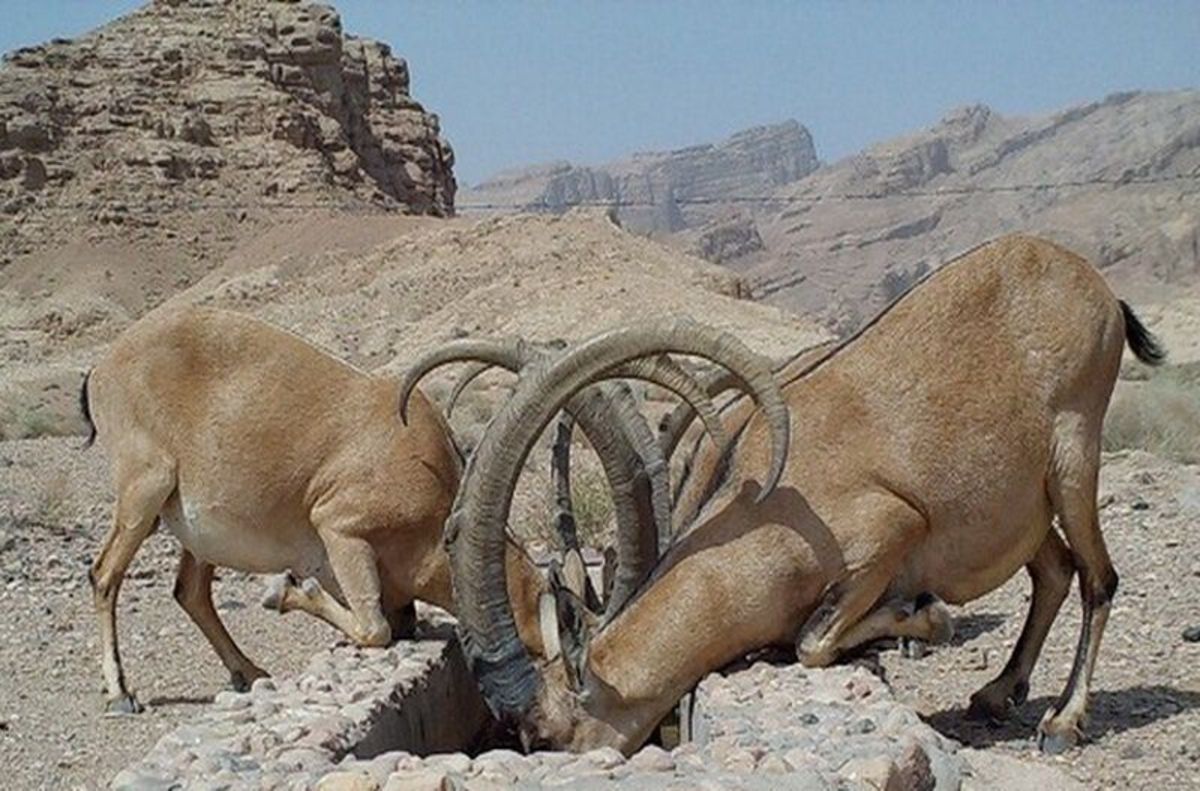 دستگیری باند شکار غیرمجاز ١٨ راس بز و قوچ در دامغان