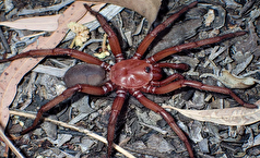 شناسایی گونه جدید و نادری از عنکبوت دریچه ساز