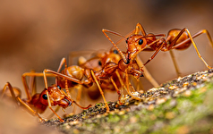 شکار صحنه گاز گرفته شدن انسان توسط مورچه با دوربین‌های فوق حرفه‌ای