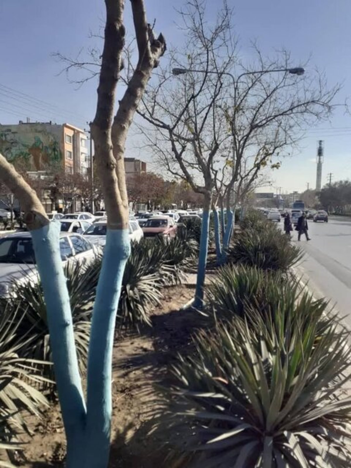 پوشاندن تنه ۲۷ هزار اصله درخت با خمیر بردو برای جلوگیری از آفات در مشهد