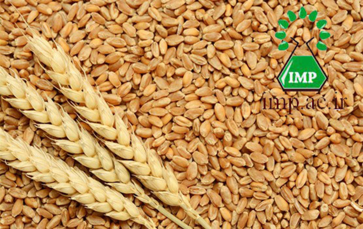 درک علت اهمیت غلات کامل