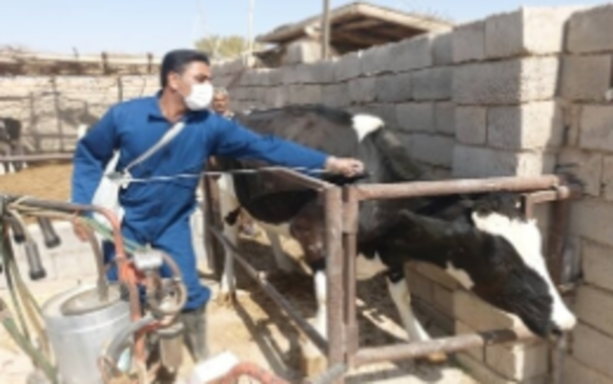 شیوع نوع جدیدی از بیماری تب برفکی