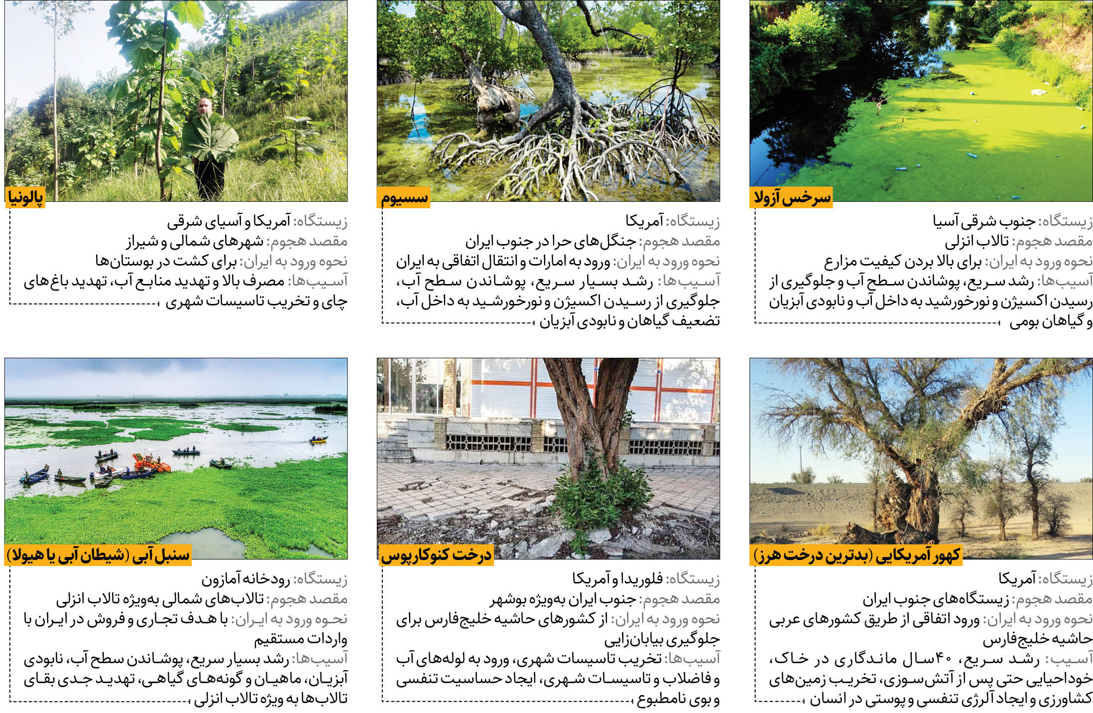 ۶ گیاه مهاجمی که بلای جان مردم و طبیعت ایران شدند