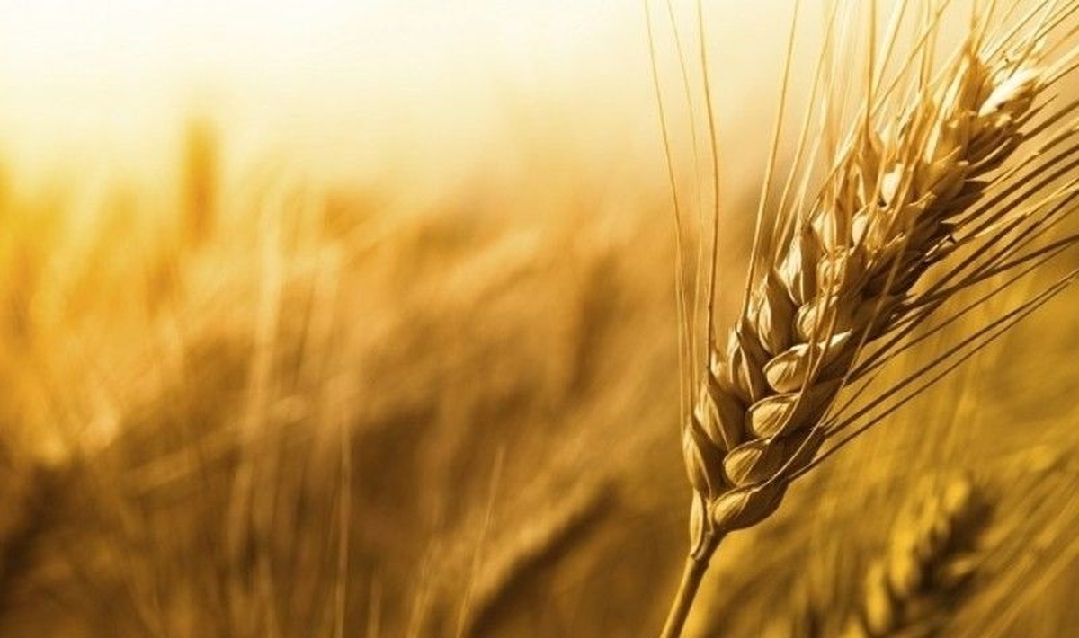 نیاز سالانه کشور به گندم چقدر است؟