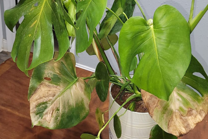 قهوه‌ای شدن برگ گیاهان آپارتمانی نشانه چیست؟