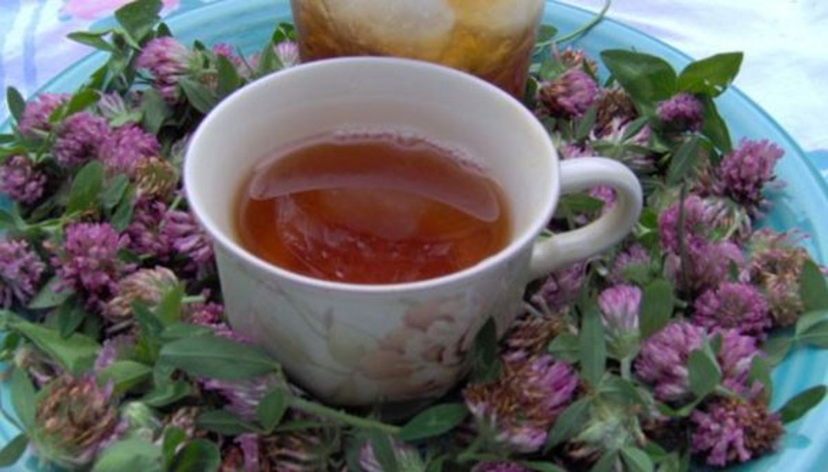 فواید بی شمار و اعجاب انگیز گل شبدر قرمز + طرز استفاده