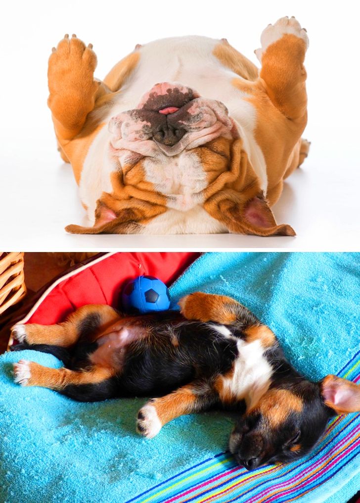 تشخیص احساسات سگ‌ها از شکل خوابیدنشان