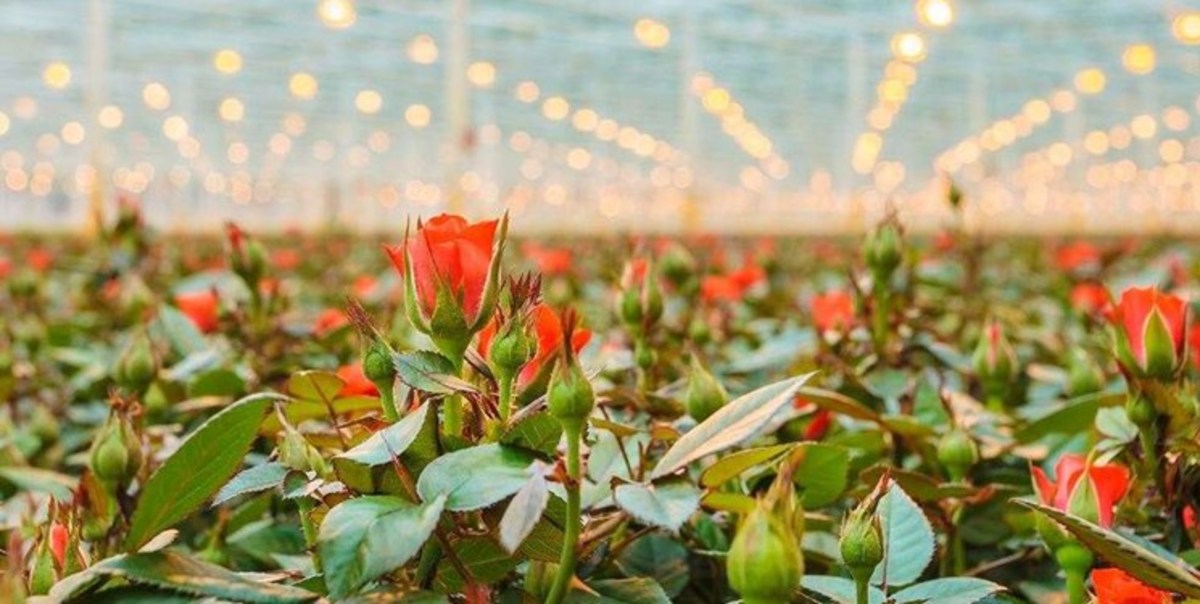 کاشت ۵۰ هزار نشاء گل برای استقبال از نوروز در خرم‌آباد