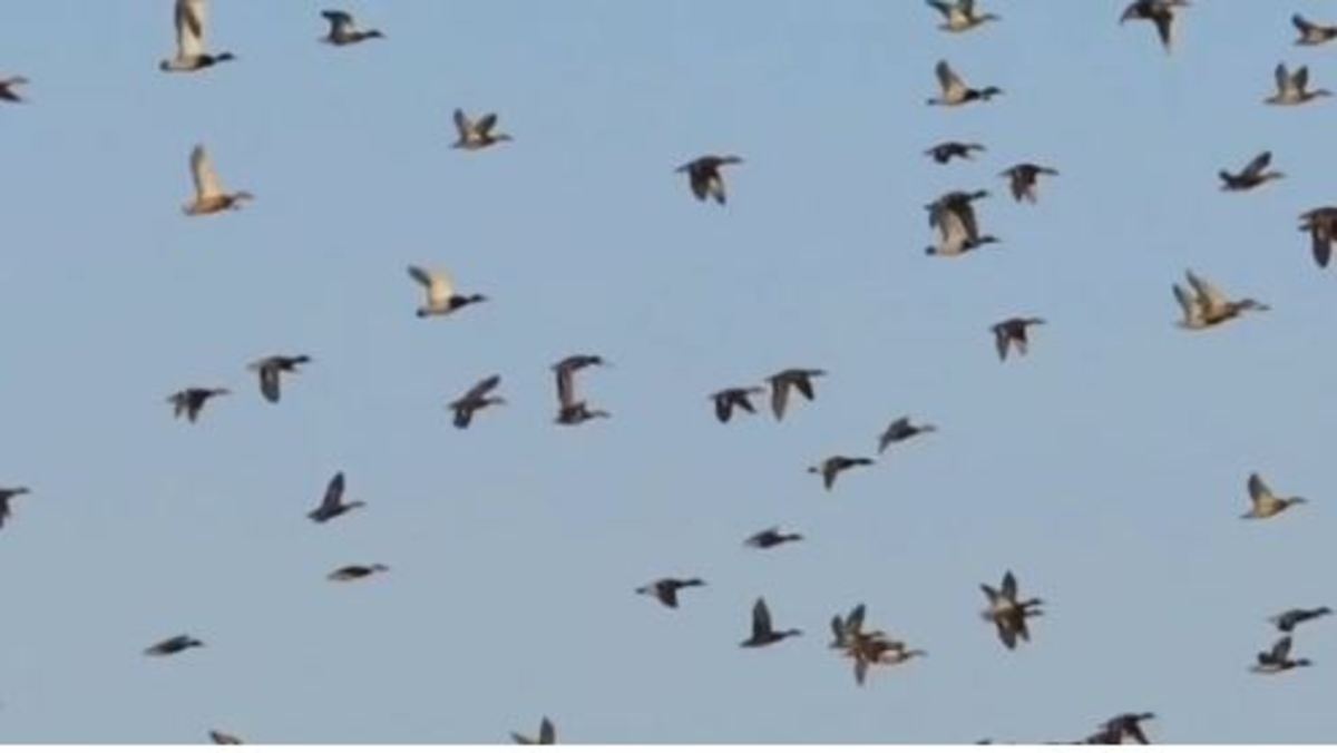 جذب همیار محیط‌بان در مازندران