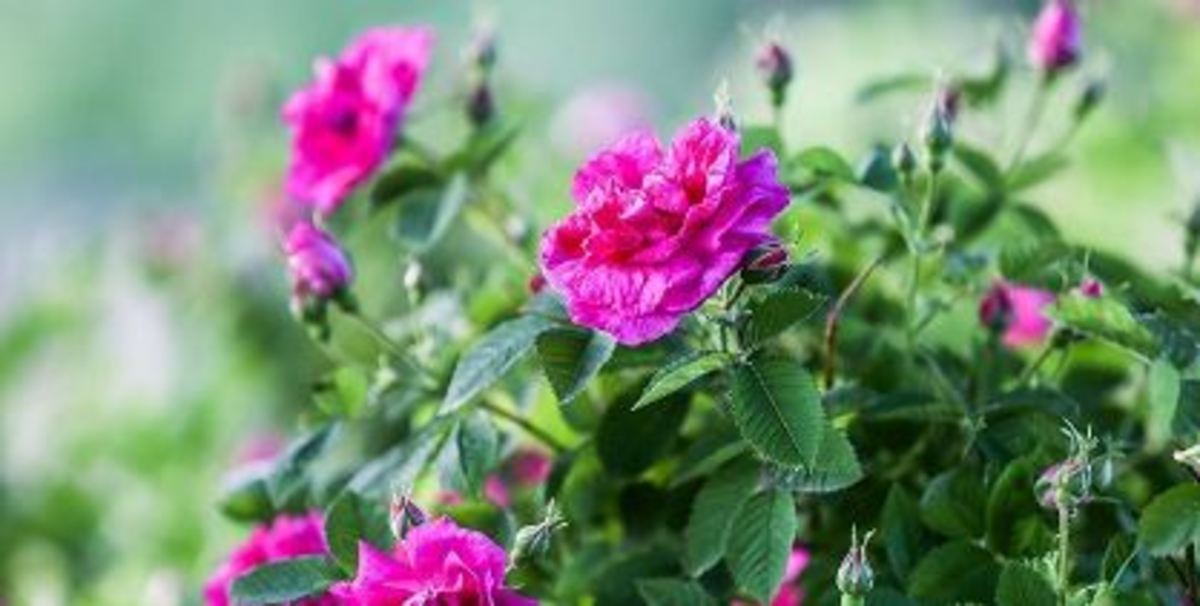 تنها یک دهم اعتبارات برای احیای باغ ۴۰۰ هکتاری برزک کاشان اختصاص یافته است