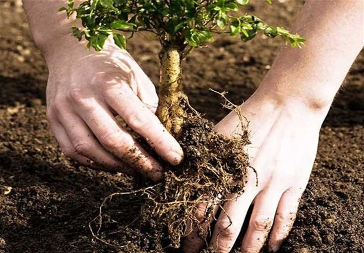 کاشت ۲۲ هزار و ۶۵۰ اصله نهال در سیستان و بلوچستان