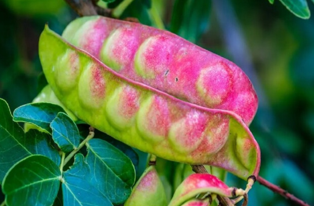 جایگزین گیاهی به جای پلاستیک با استفاده از صمغ نوعی درخت